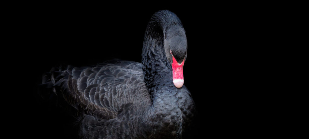 An image of a black swan