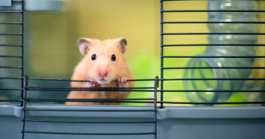 Photo of a hamster in a cage