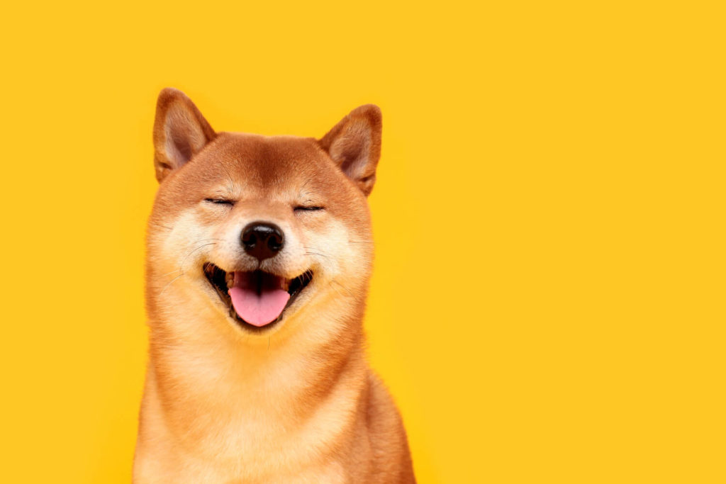 Image of a shiba inu, also known as the dogecoin dog.